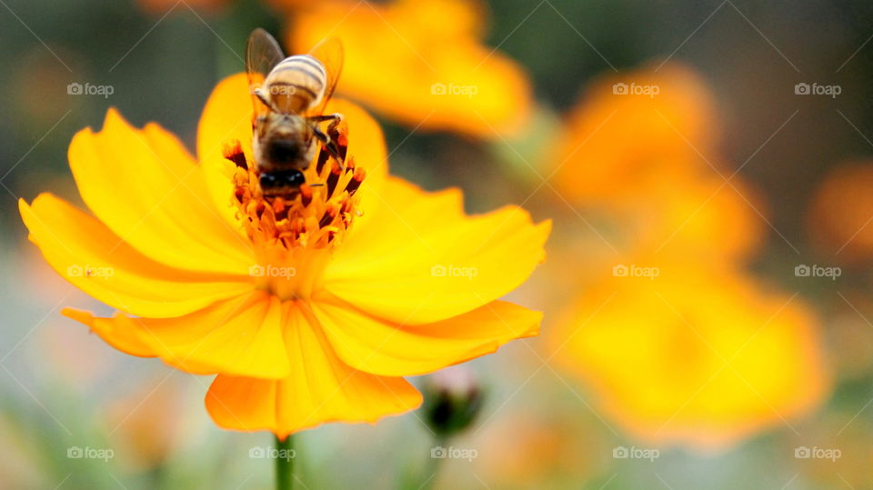 bee feeding on a flower
