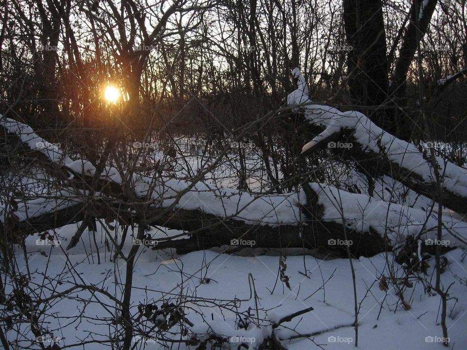 Sunset at the winter forest