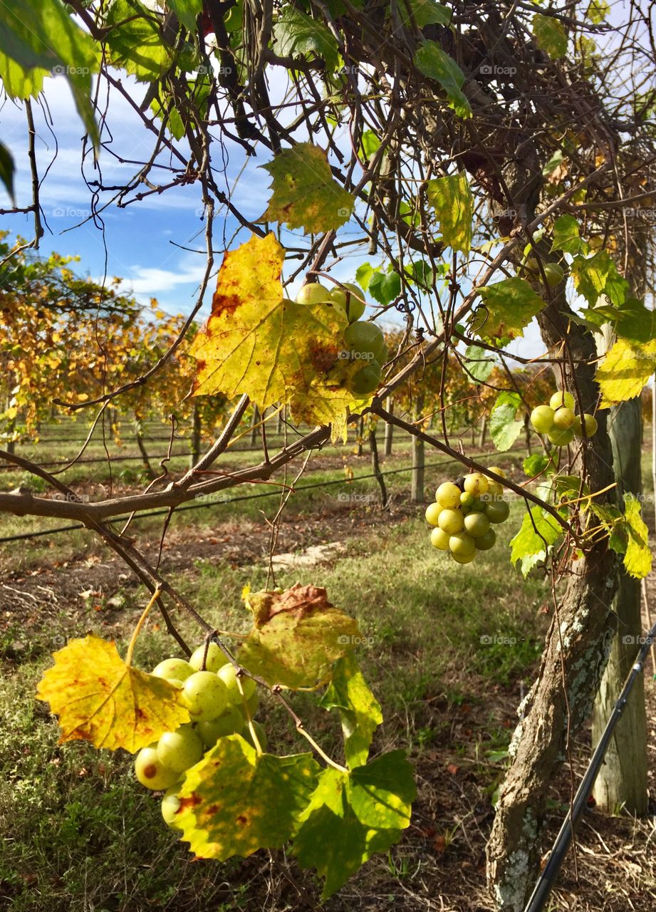 Bunches of Muscadine grapes growing in a vineyard on a sunny Autumn day