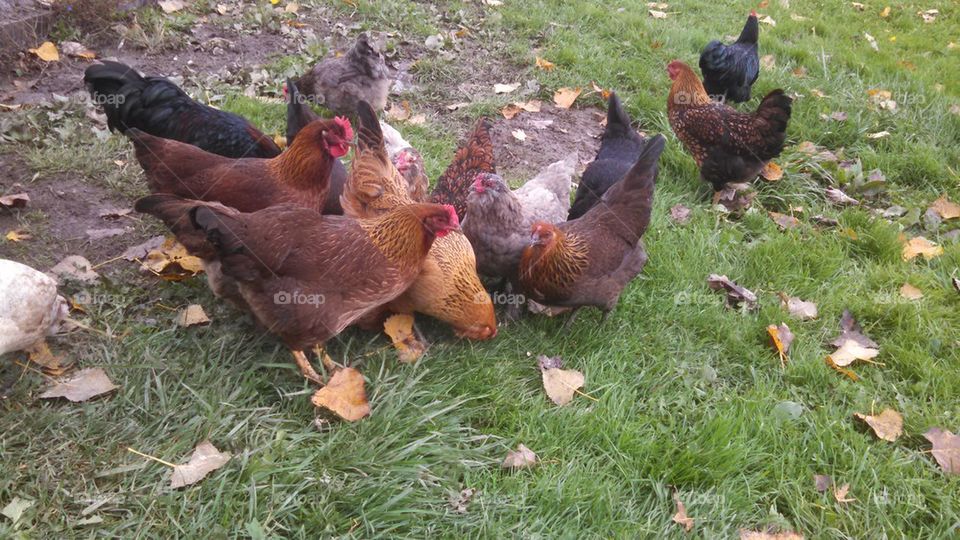 back yard poultry