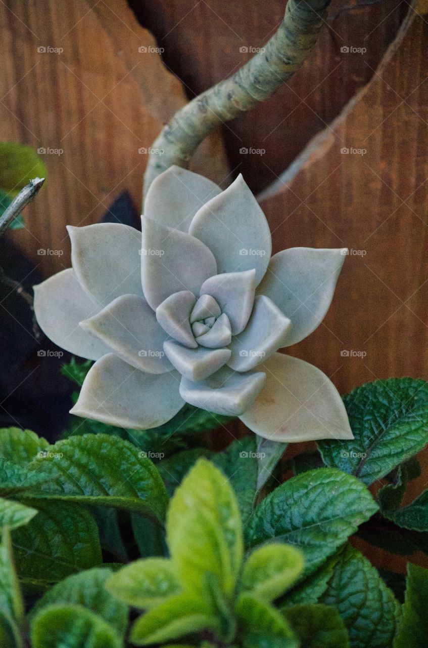 Succulent in the garden 