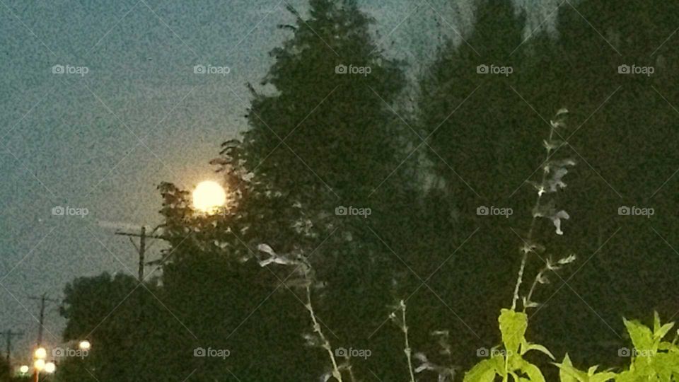 Moon and trees