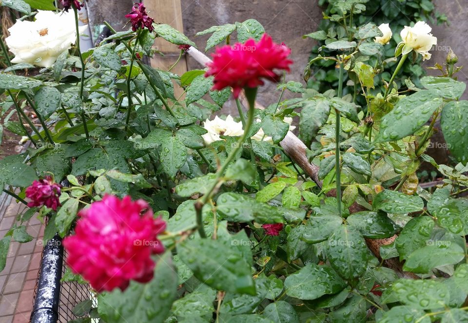 fresh roses and good leaf