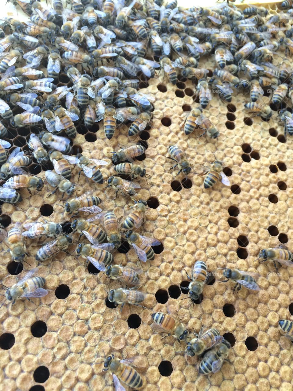 Honeybees at work