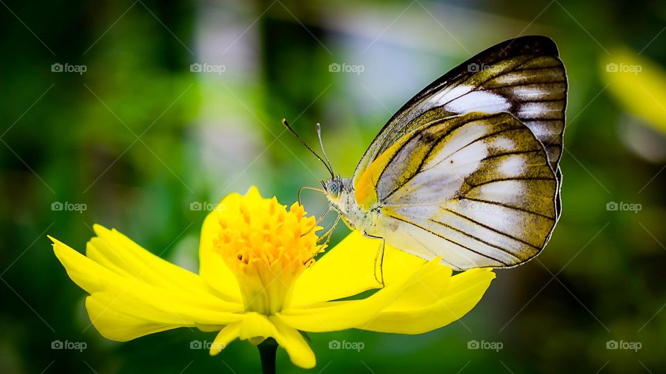 a butterfly sitting in a yellow flower