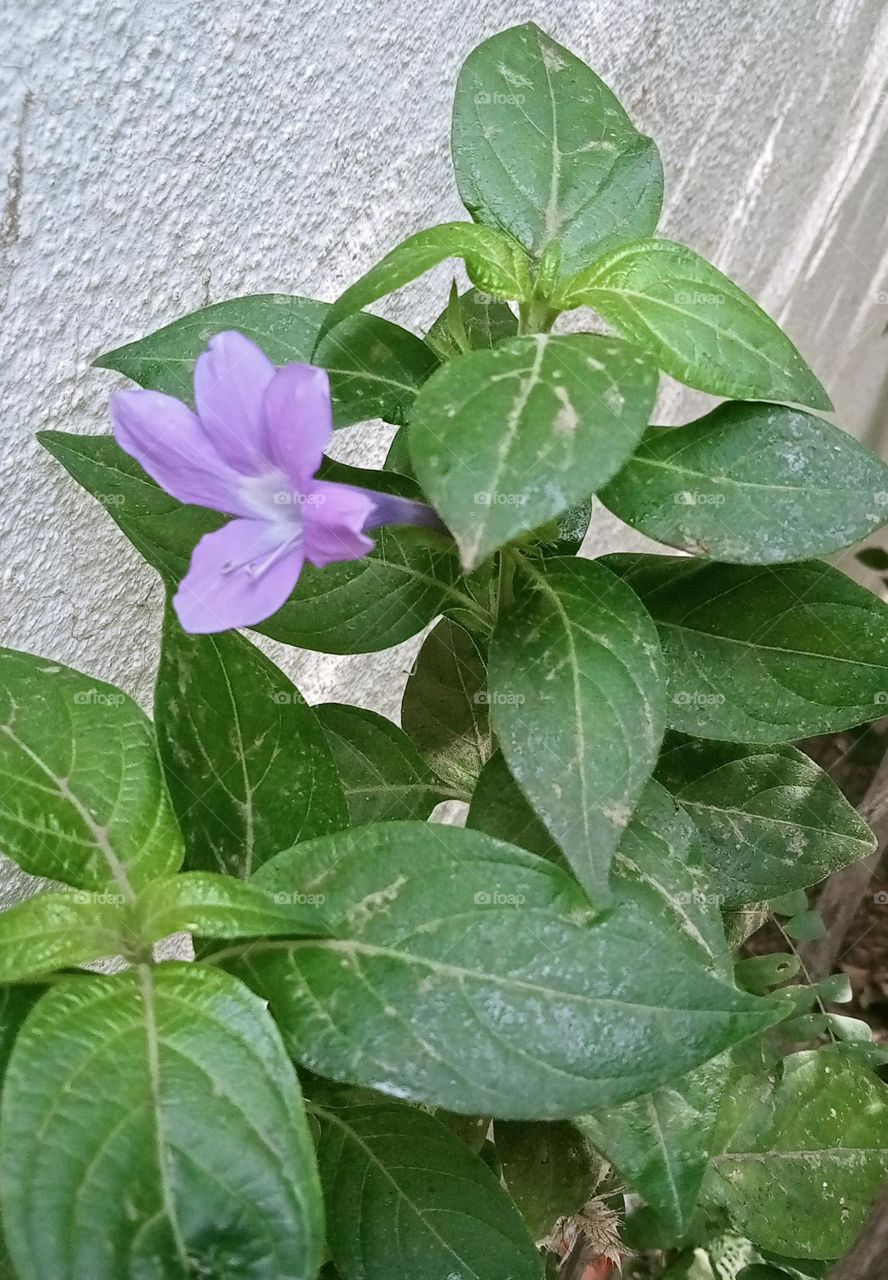 The flower name is Barleria cristata. This is a lavinder colour this is a Shrub. This shrub is growing very fast. This is  very attractive and very beautiful flower.