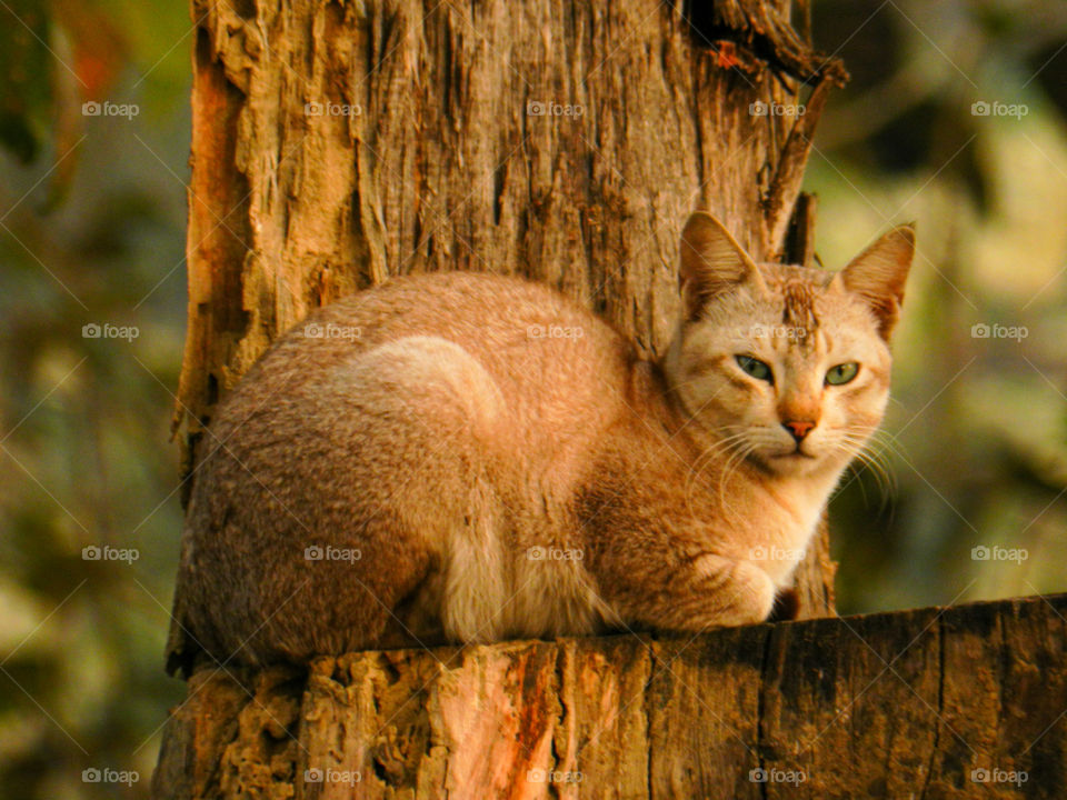 camouflage and half sleepy