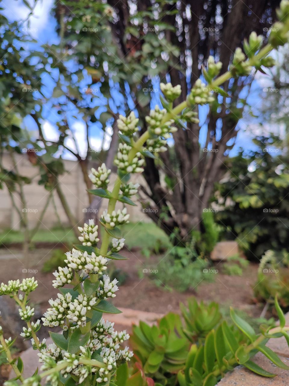 Succulent plant