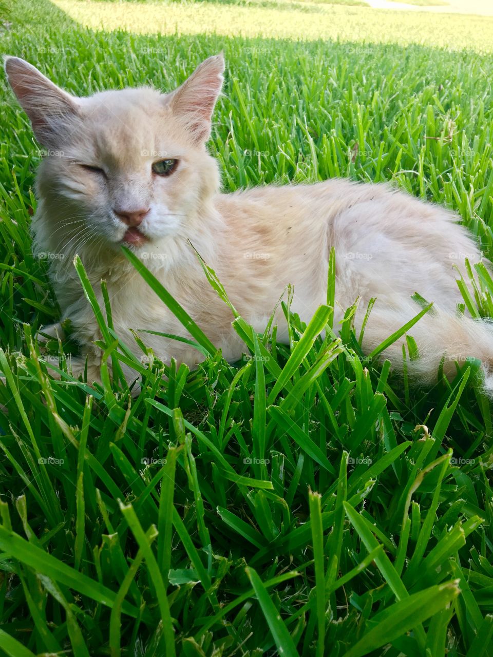 My old kitty enjoying the summer grass 