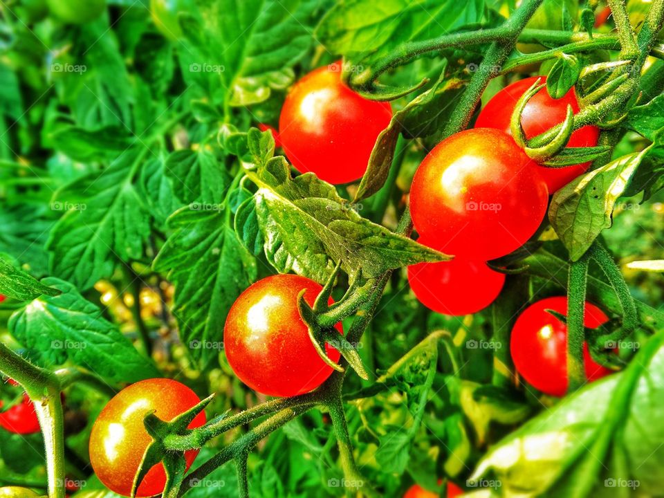 Ripe tomatoes on the vine