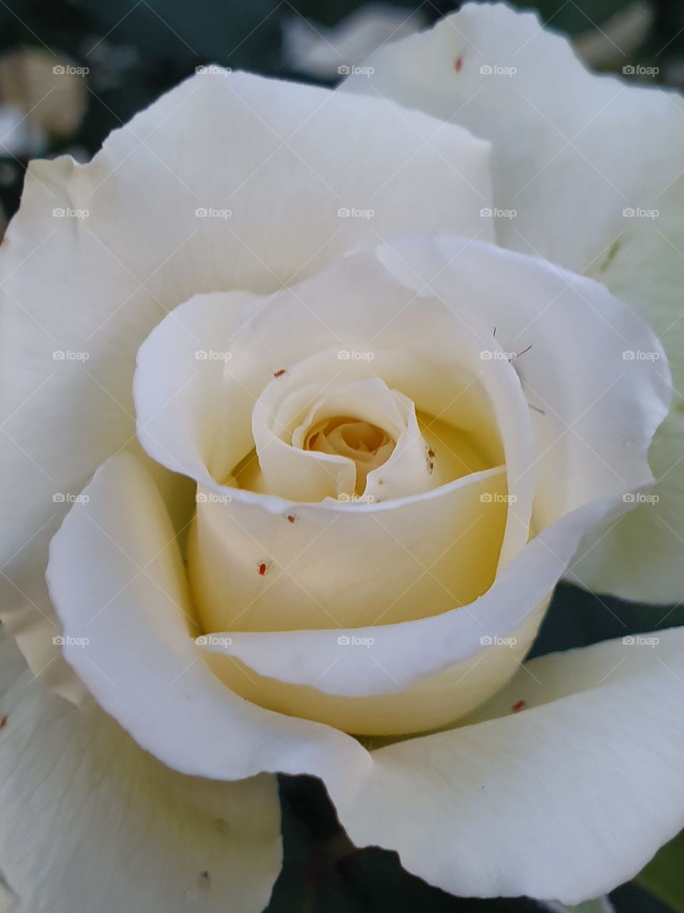 tender white rose closeup with red bugs