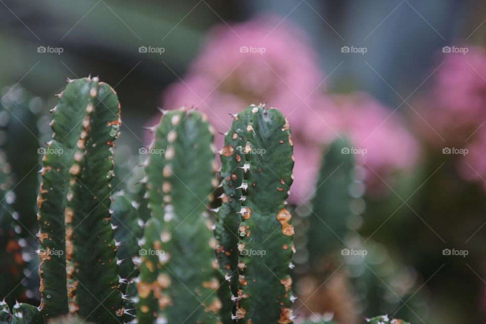Cactus