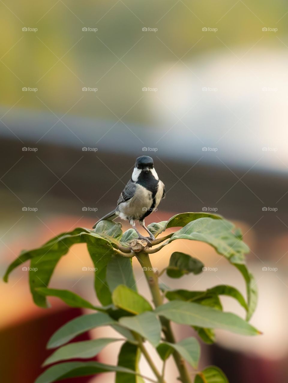 Cinereous tit