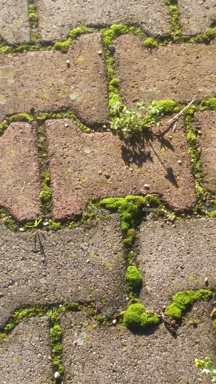 Soil, Flora, Leaf, Stone, Nature