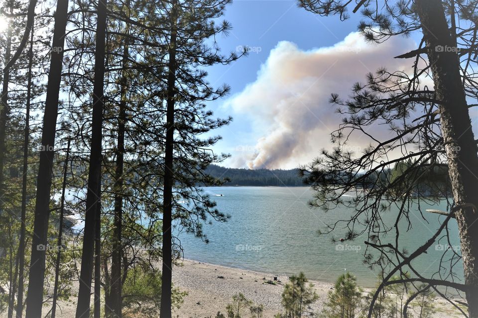 Wild fire in Bass lake woods