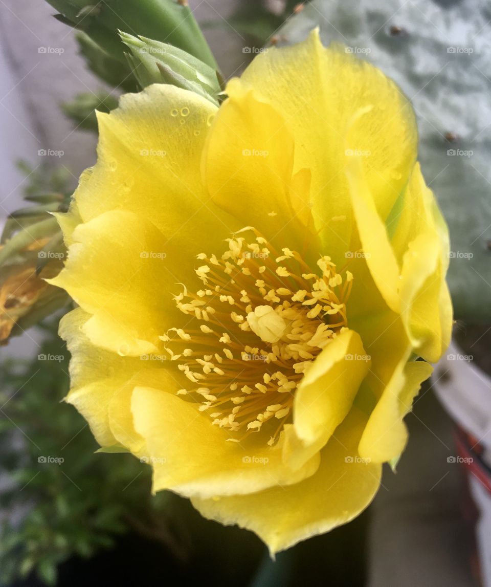 Cactus flower 
