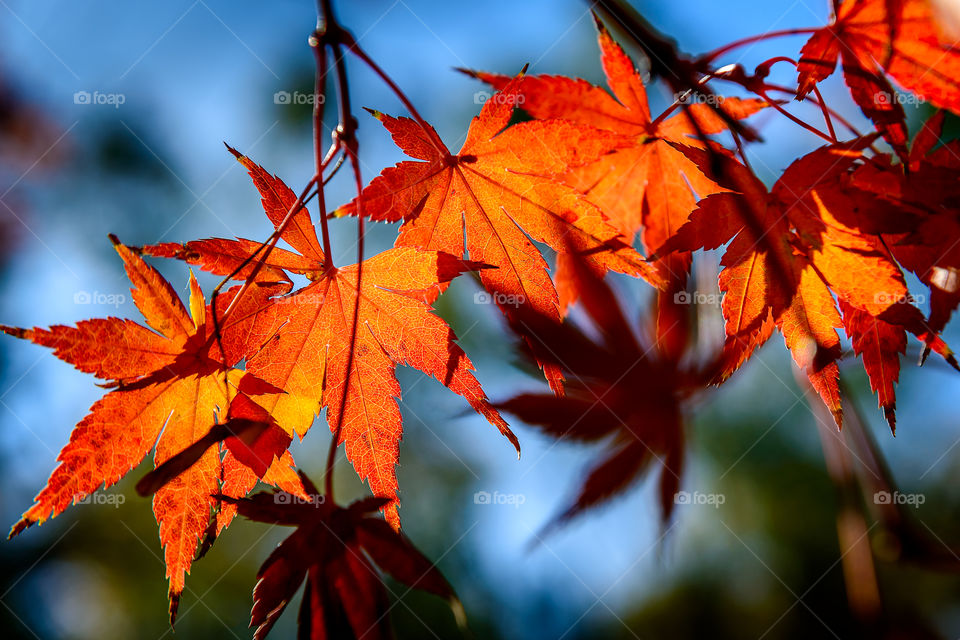 Maple leaves in autumn/winter color.