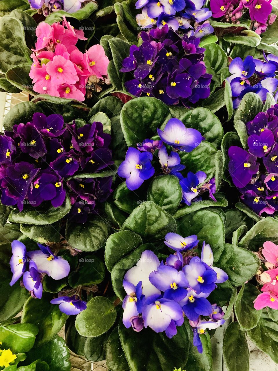 African violets in Bloom