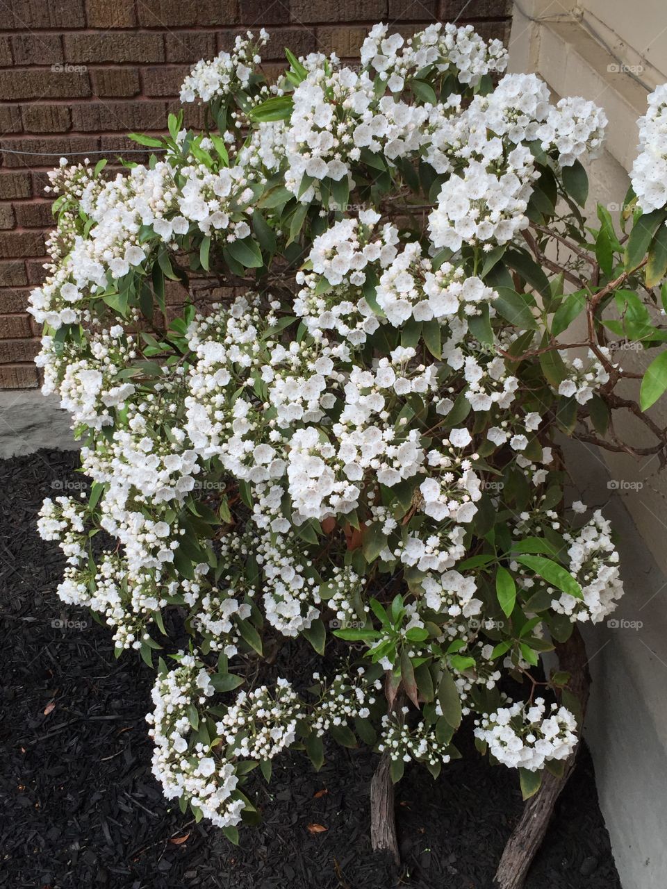 Homegrown mountain laurel