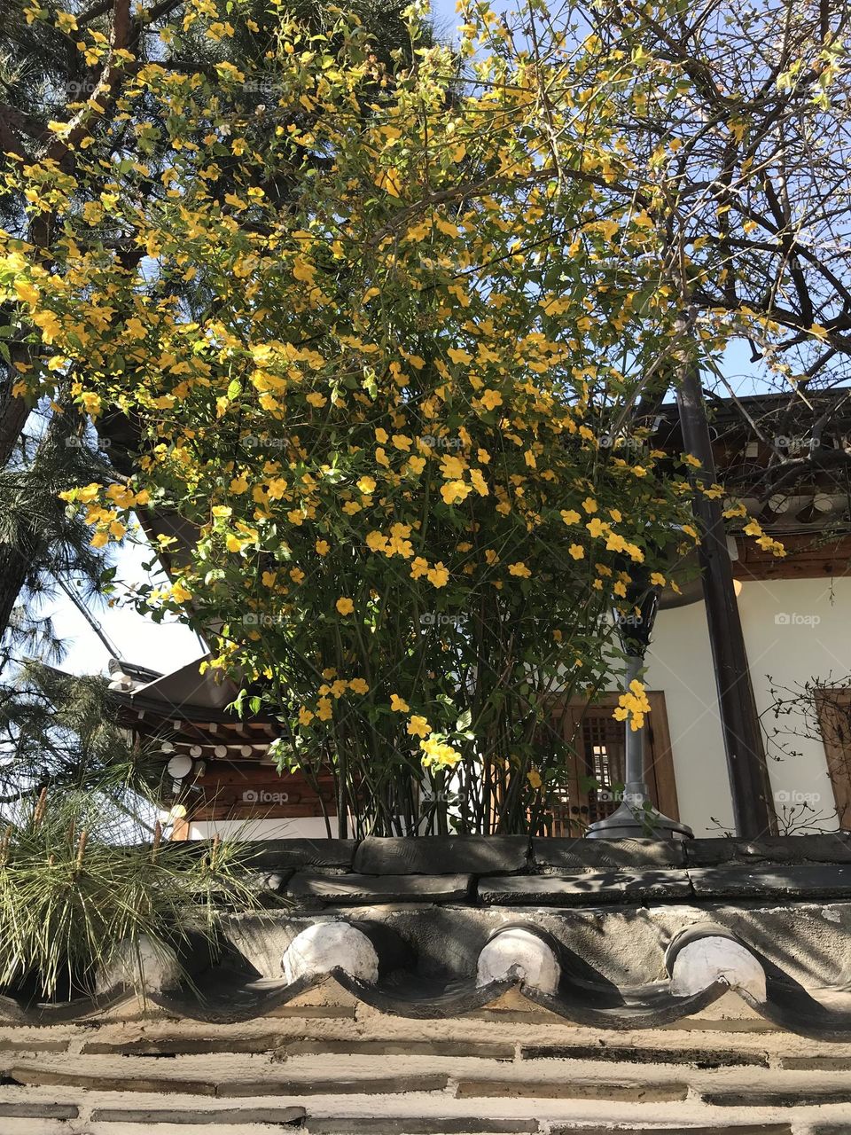 Traditional Korean architecture with the small flowers.