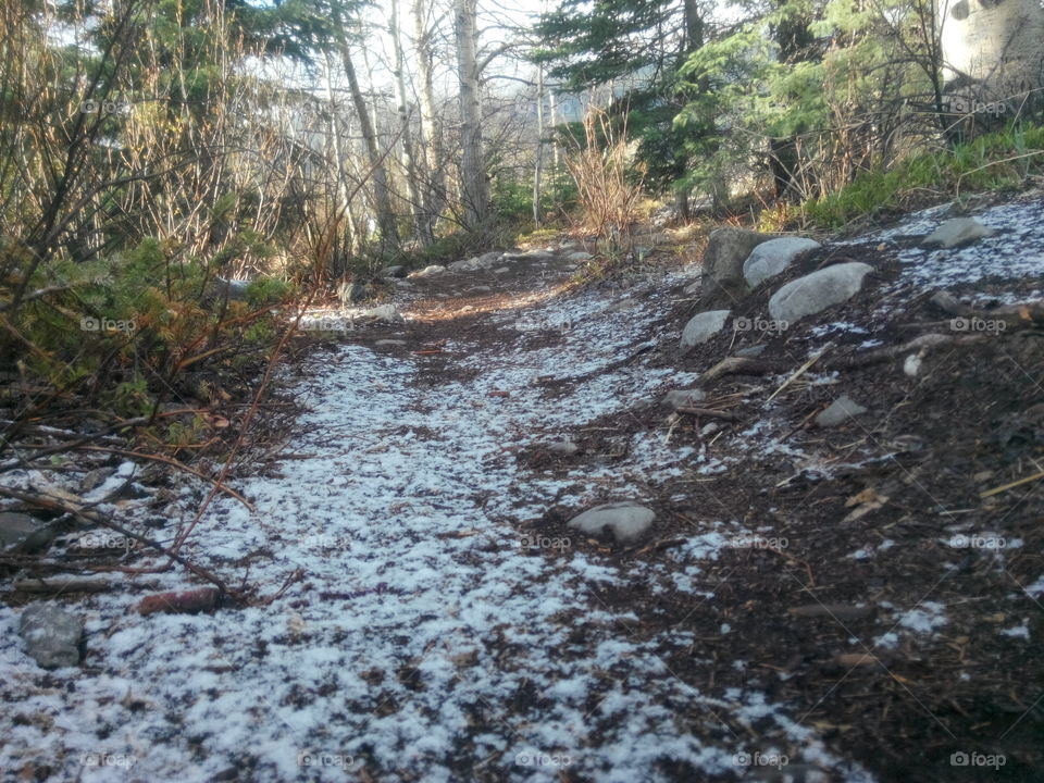 Snowy path. Sun lite snowy path