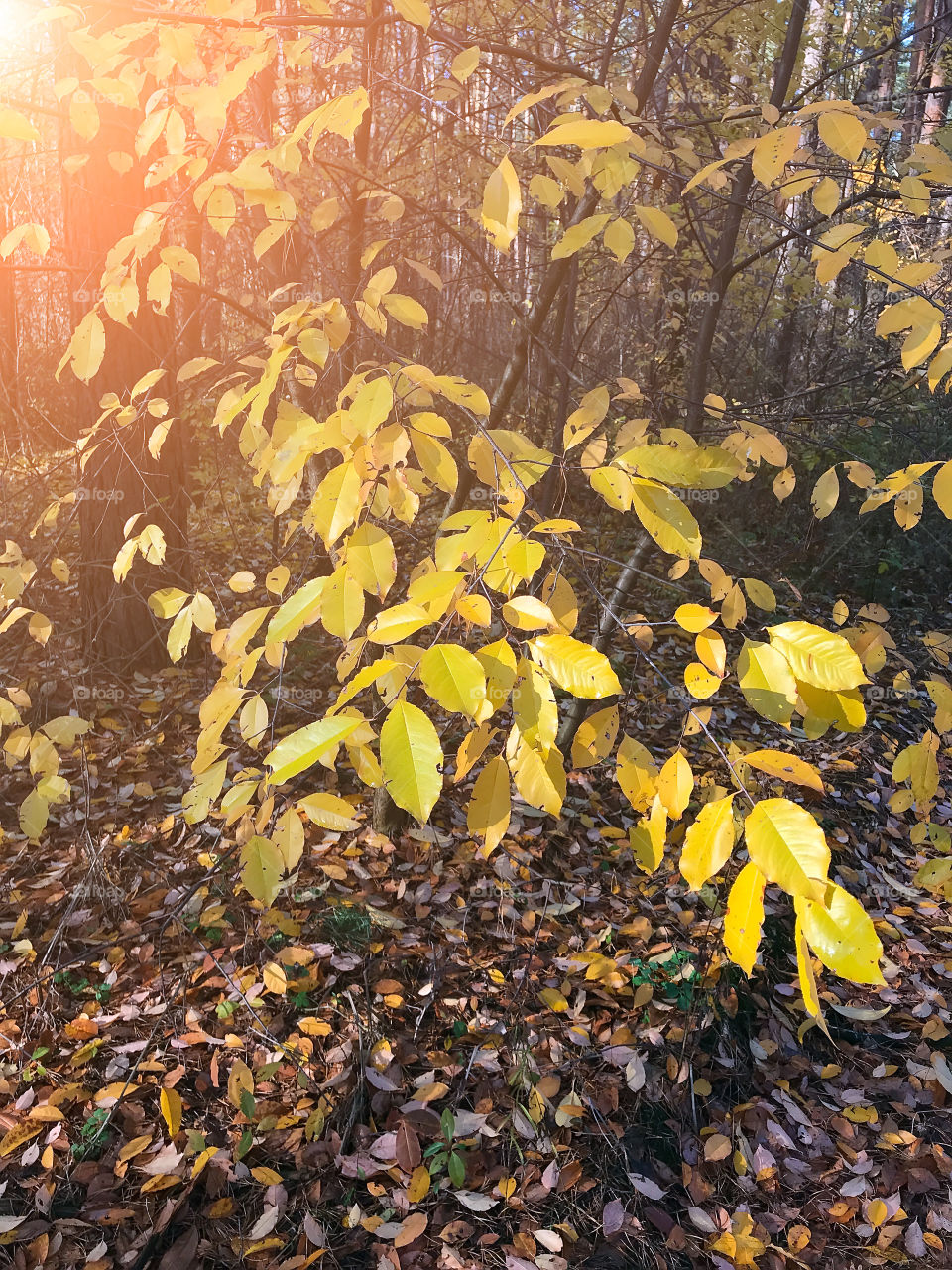 autumn colorful tree