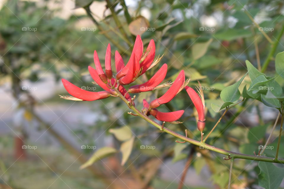 Red Bell Flower in Wonders Park Nerul India. Photo taken by April 27,2018