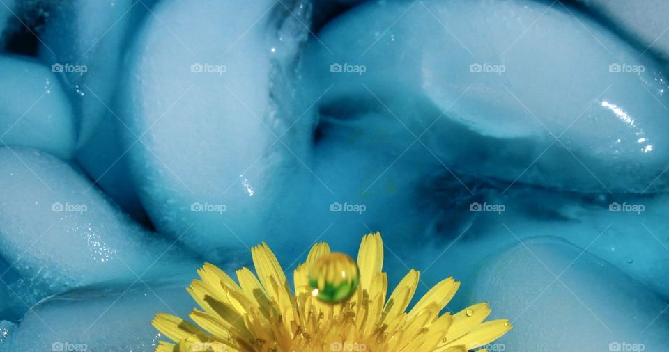 A drop of yellow in icy blue