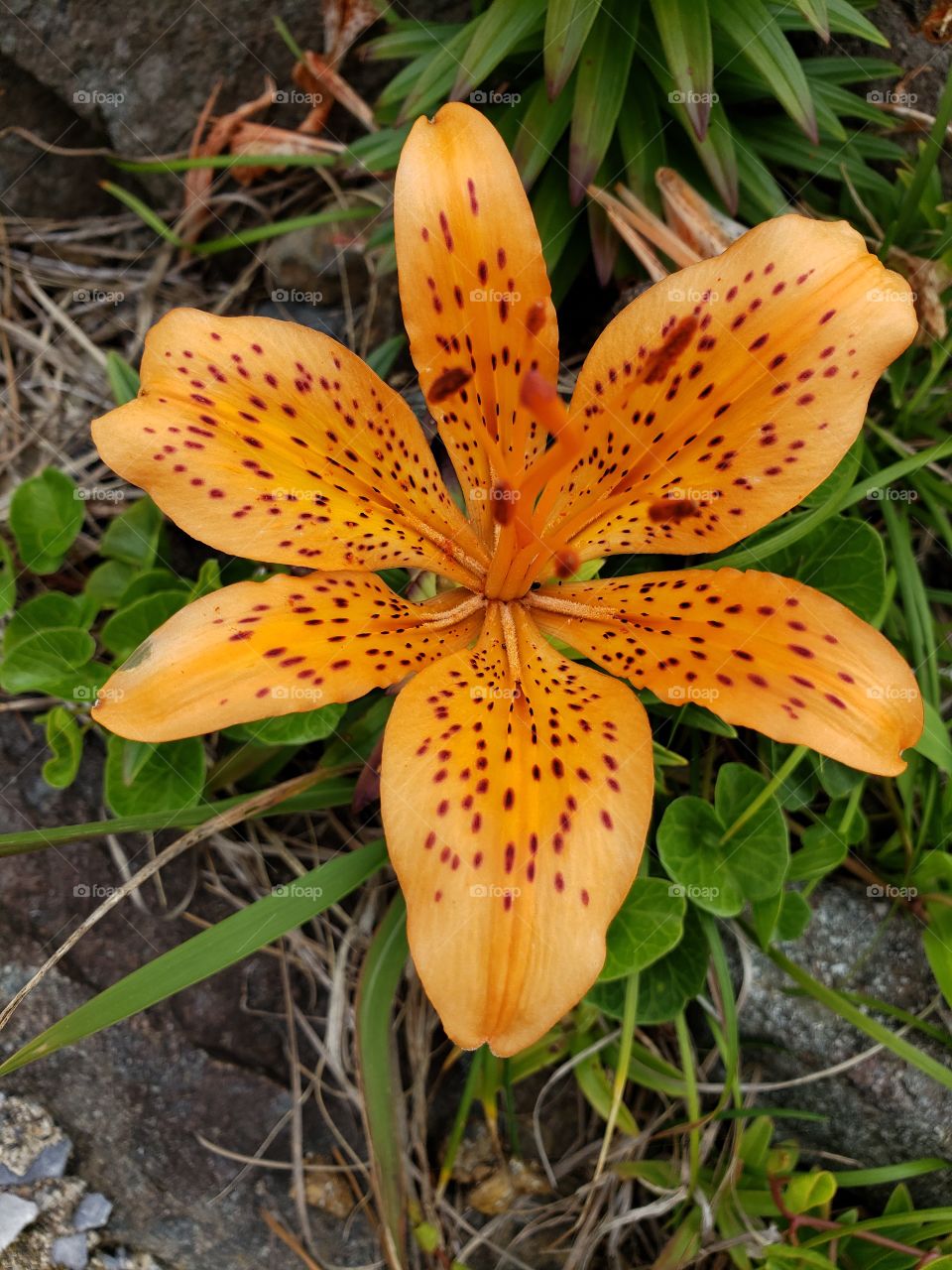 japan orange flower lily