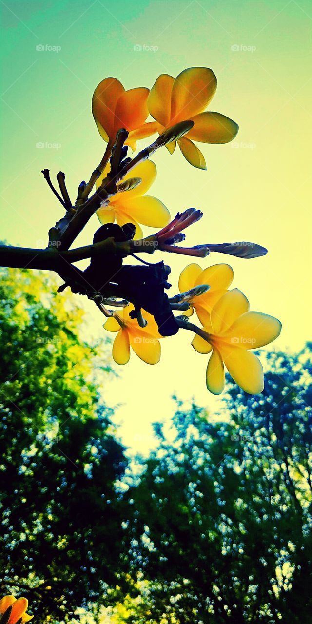 yellow mellow bright side