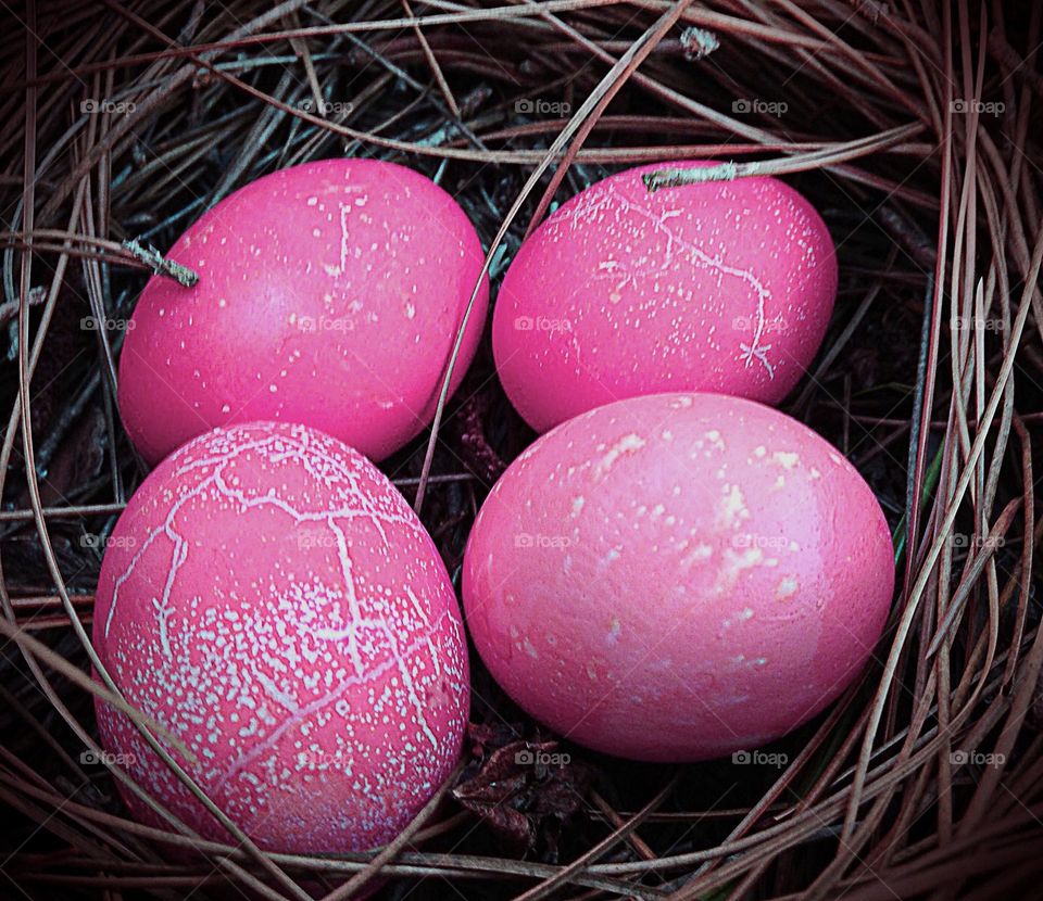 Lovely pink Easter Eggs in a nest.