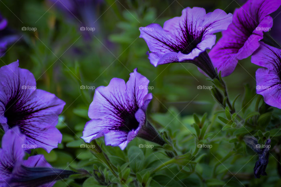 Purple flowers green foliage