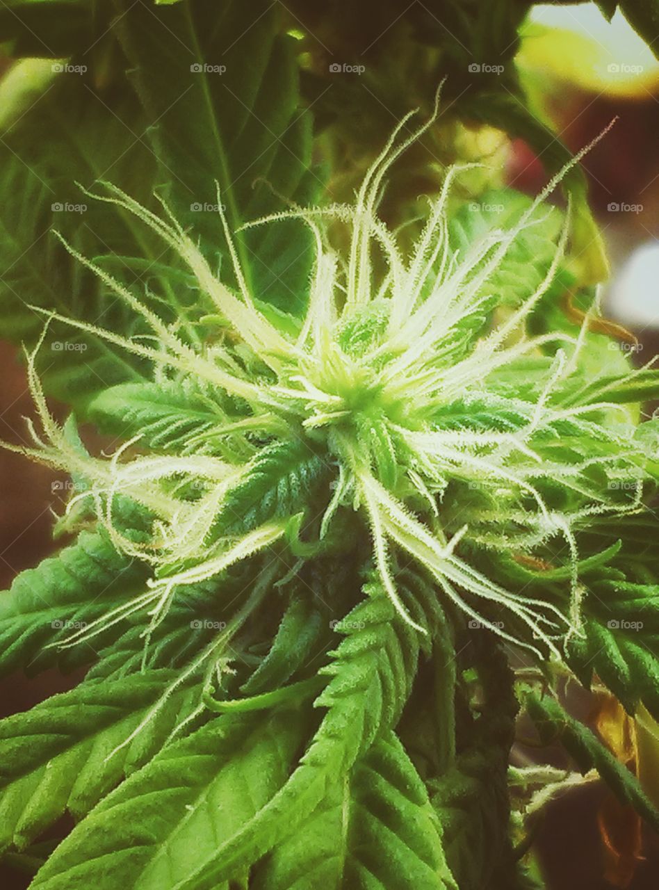 Close Up view of a juvenile cannabis plant. Dispensaries are now experimenting with hybrid strains to combat common medical illnesses.
