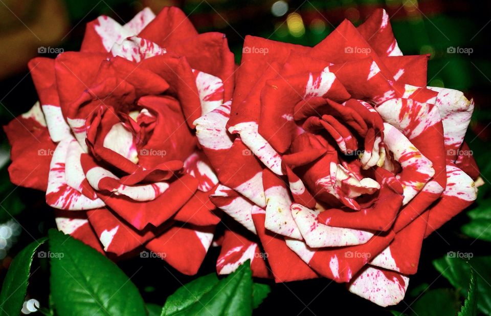 Candy cane roses 