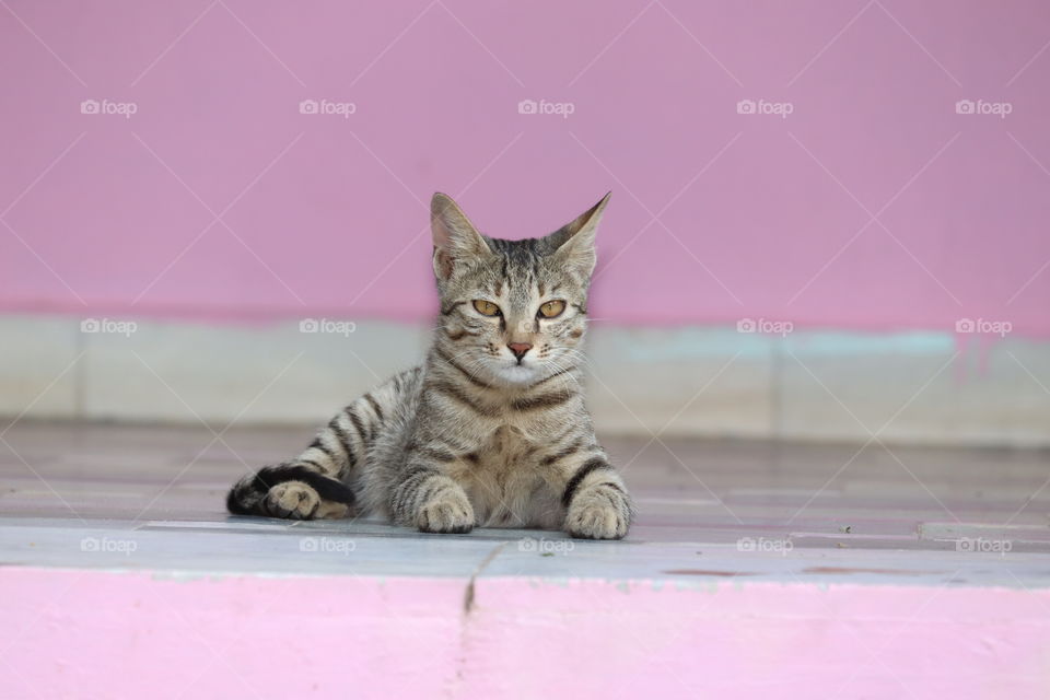 A cute little gray cat. Lying on the cement floor, bokeh background .Cat Looking At Camera kitten pet fur animal cat domestic cute small white gaze Isolated whisker stare portrait face mammal posing purebred Young eye Beautiful playful Baby fluffy Ki