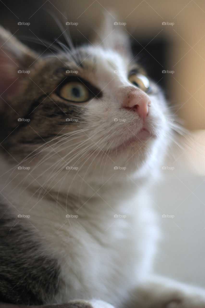 close cat animal portrait by ndia