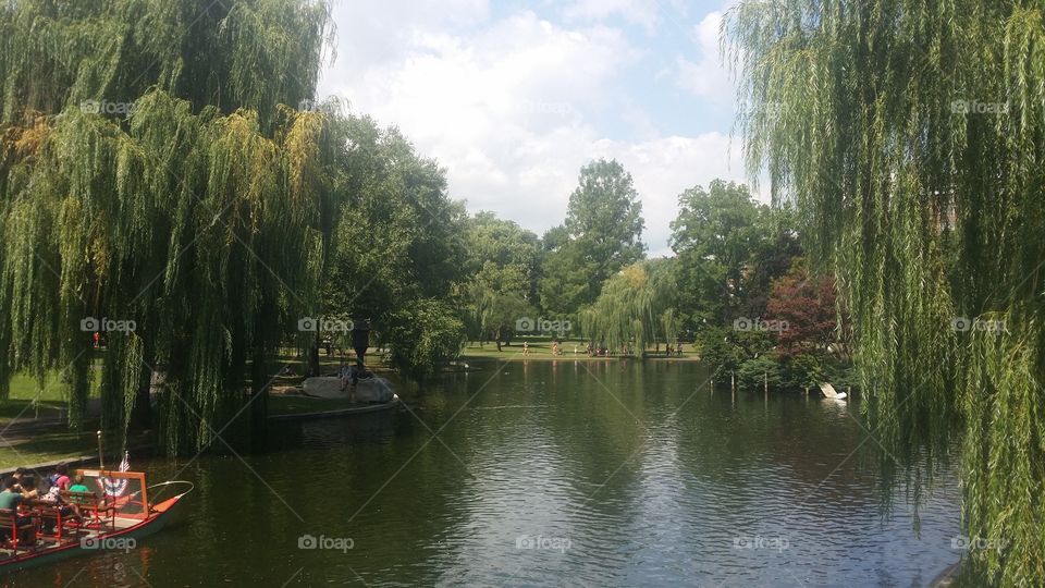 Boston pond