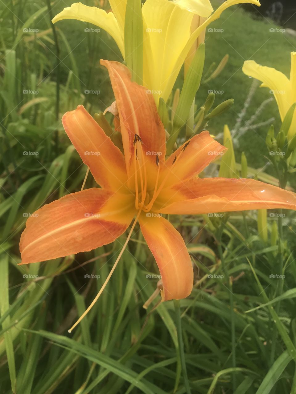 Orange Lily 