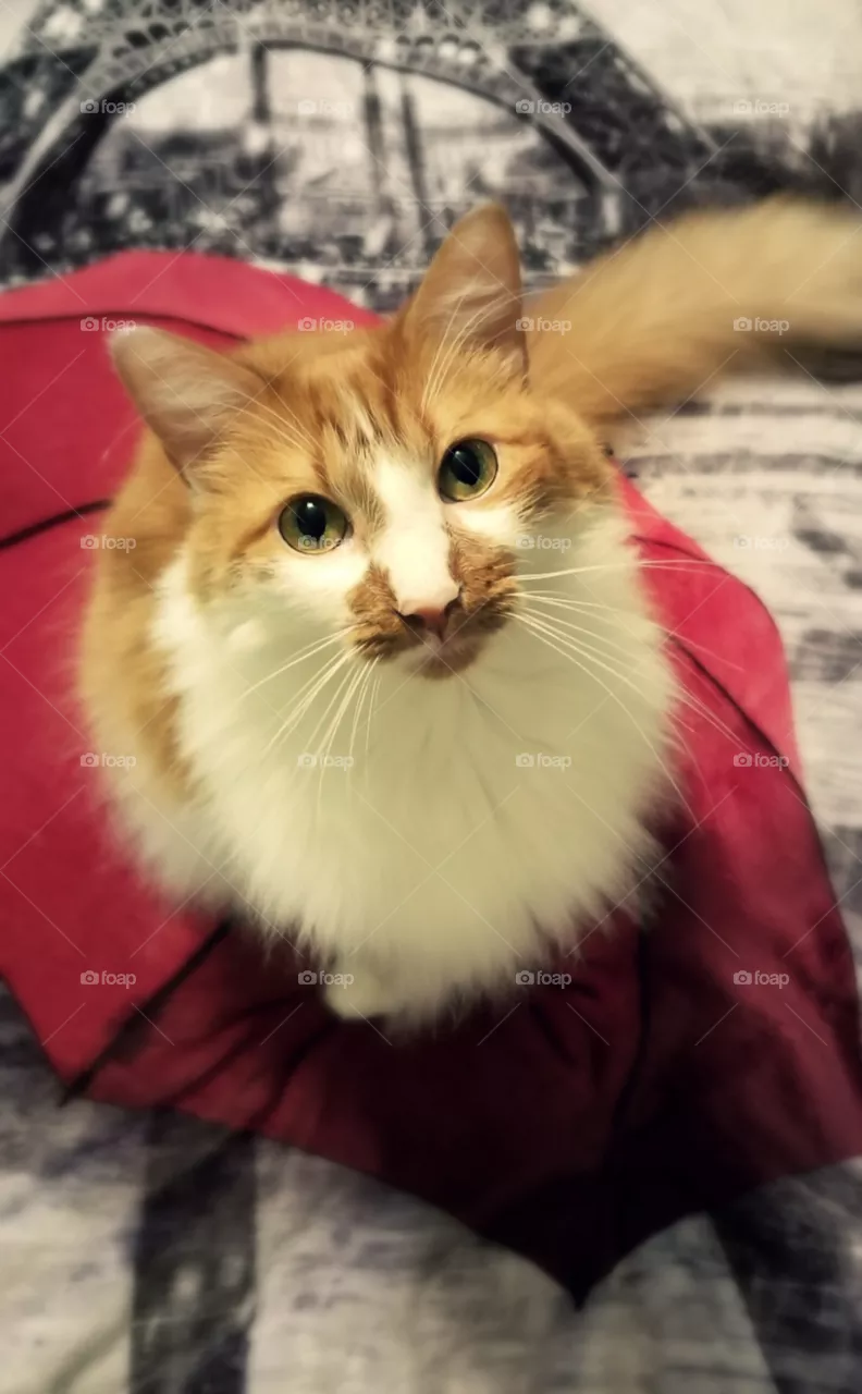 Meow