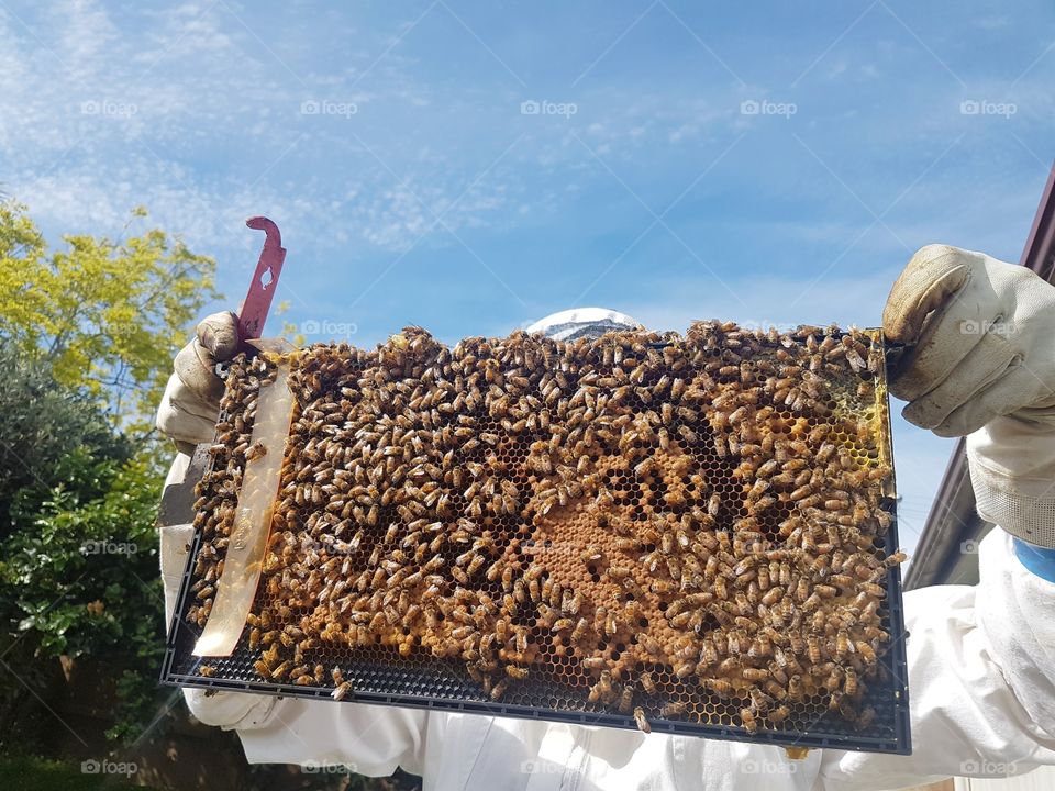 Beekeeper checking hive bee brood frame summer