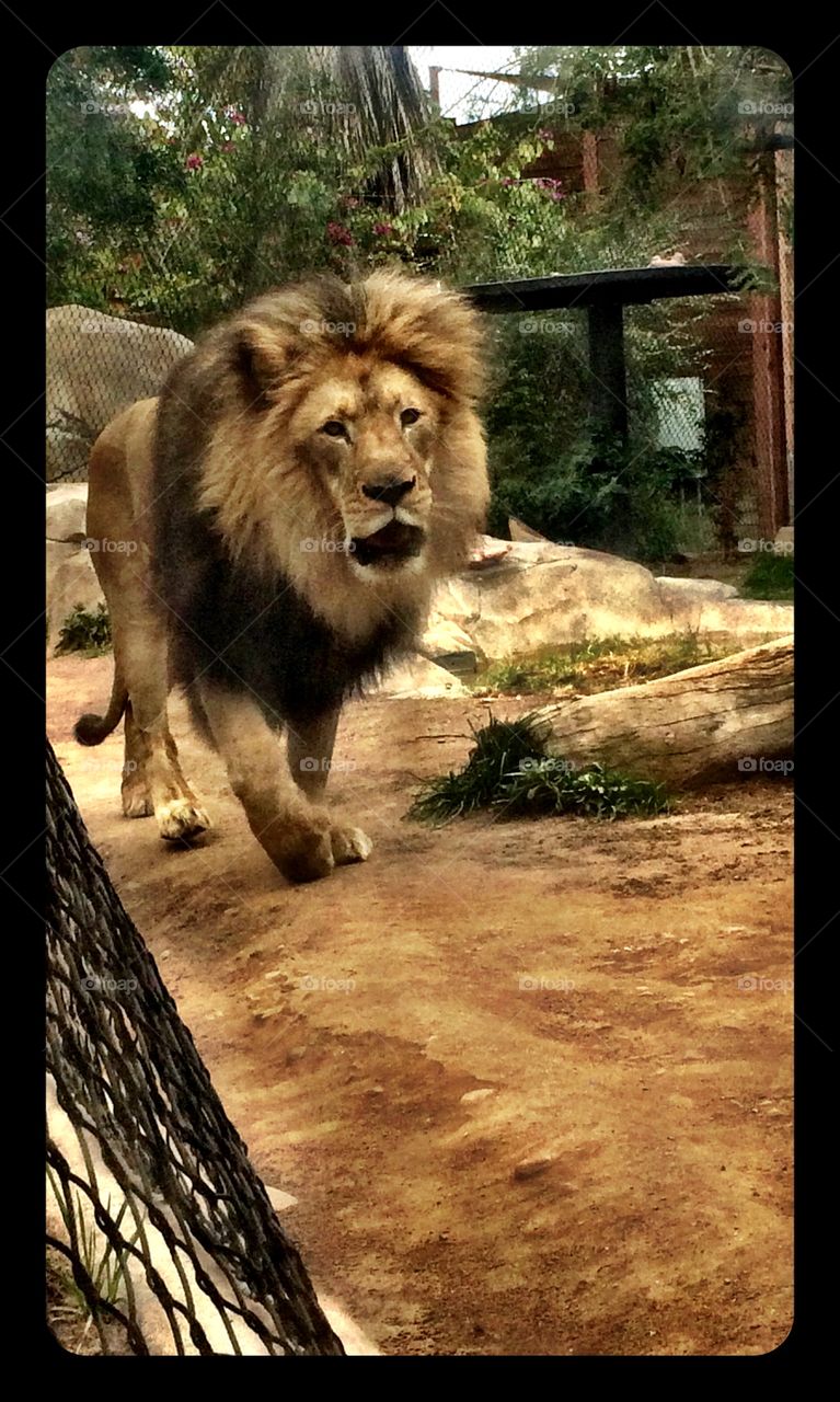 Lion