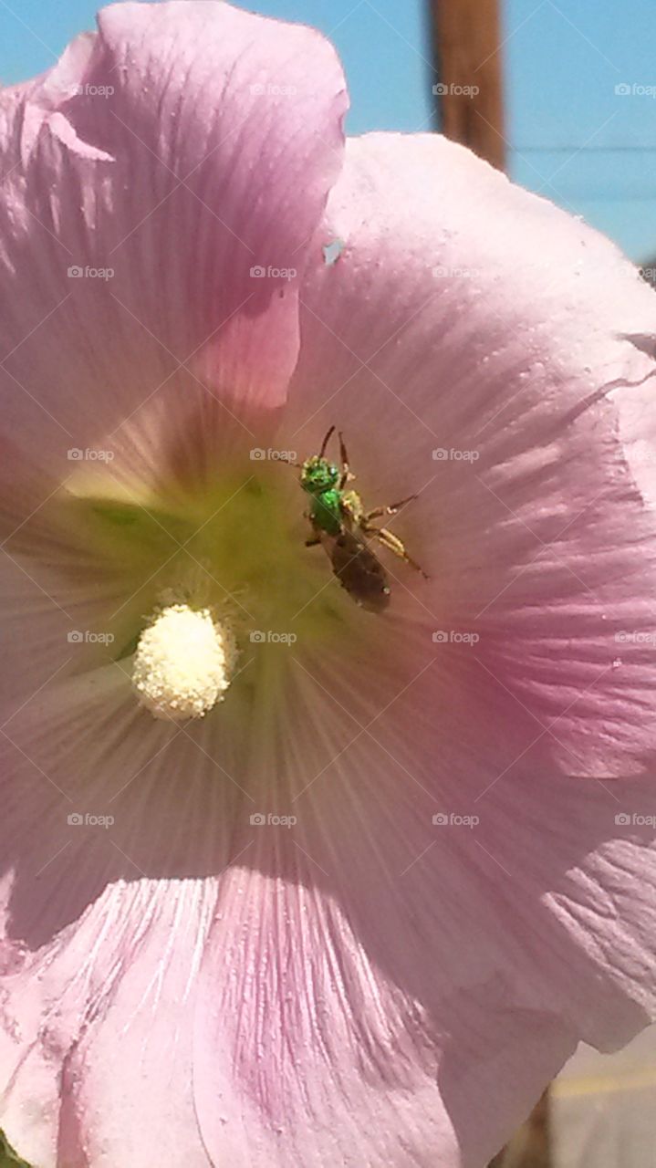 Green Bees