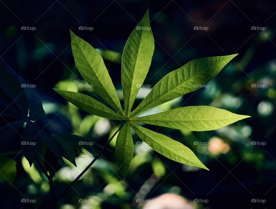 Leaf pattern  - backyard garden