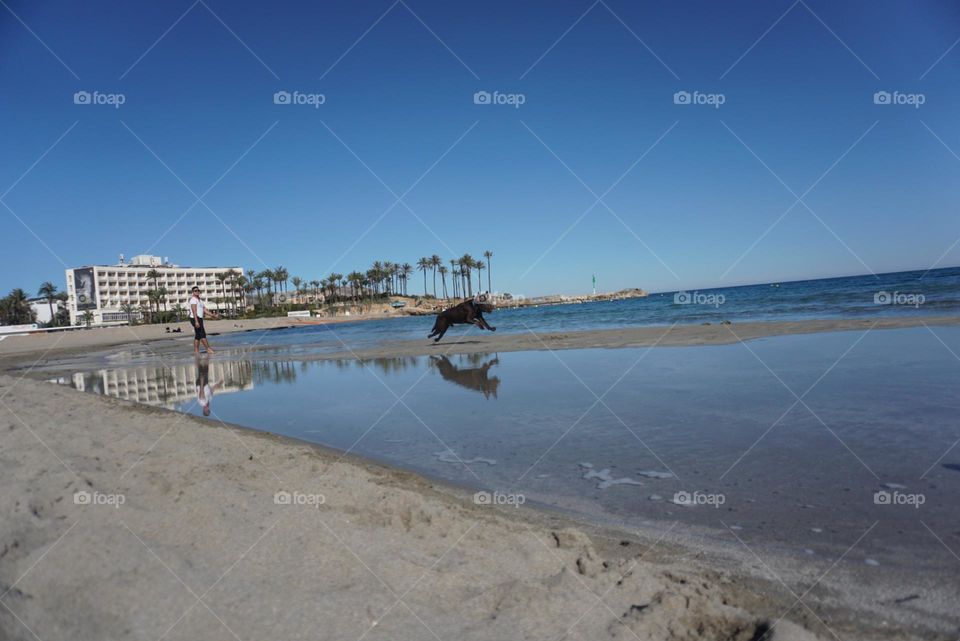 Beach#sea#sand#labrador#dog#jump#run