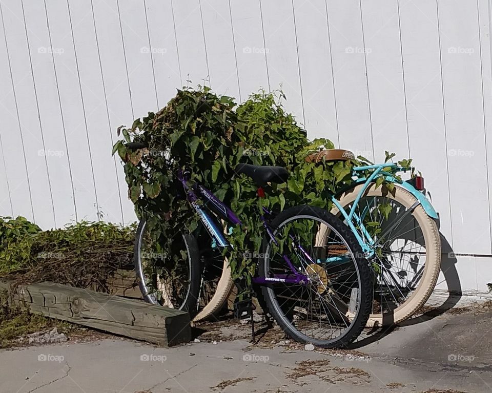 Bikes Bush