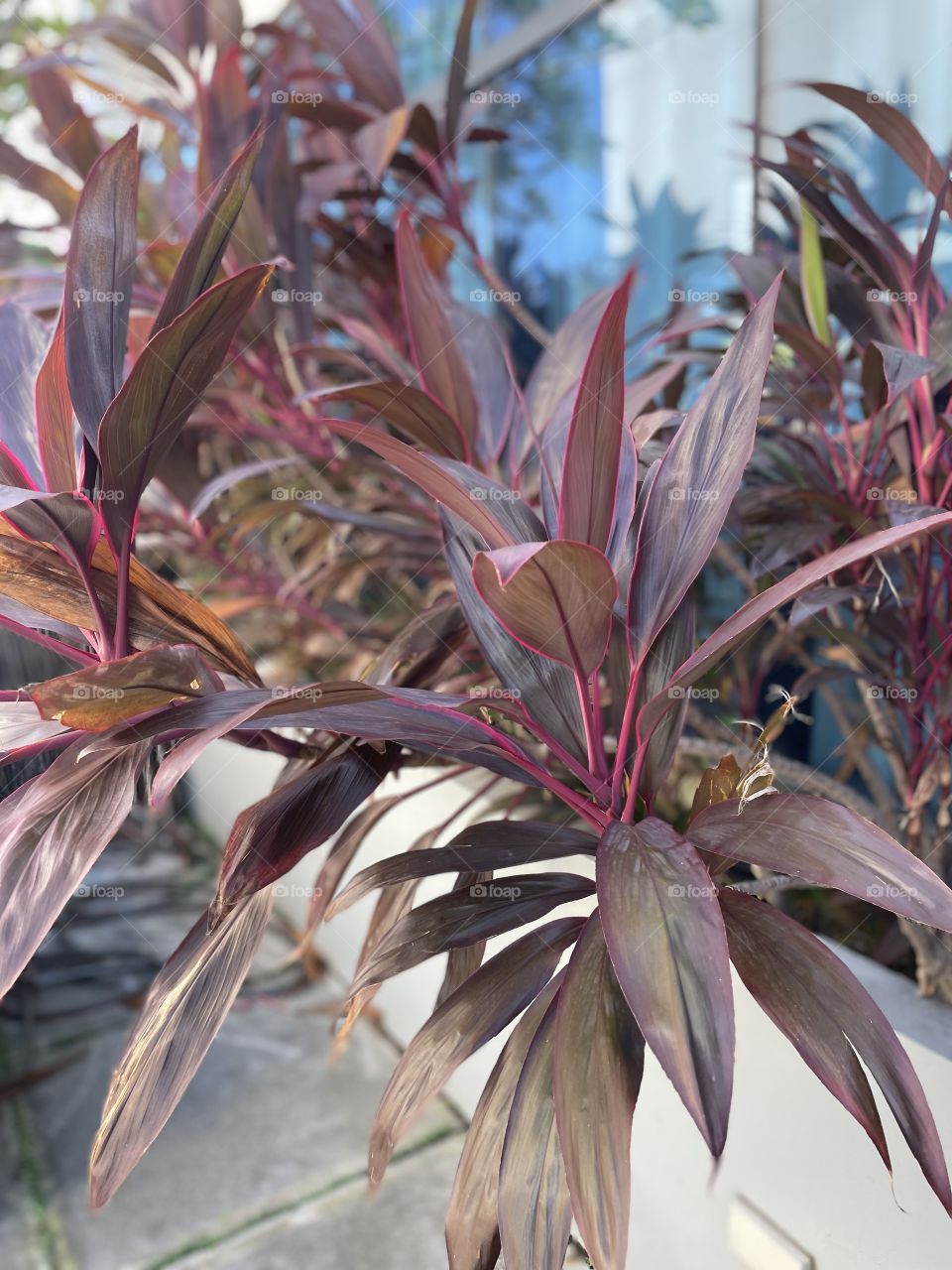 Plant with purplish linings
