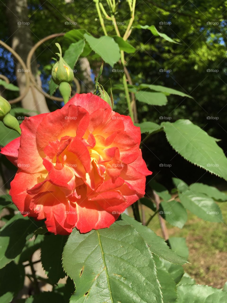 Single Rose 