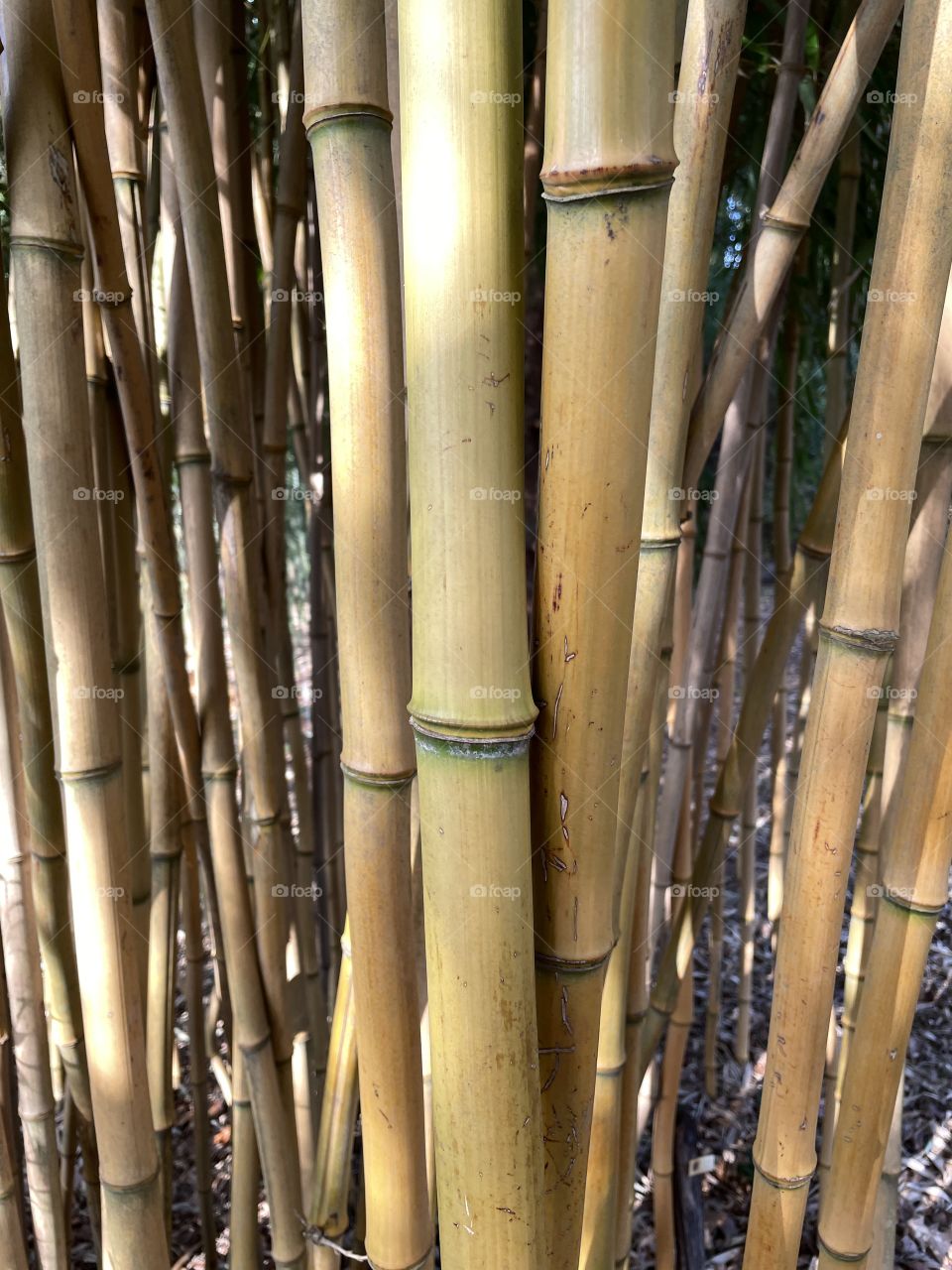 bamboo stalks at close range