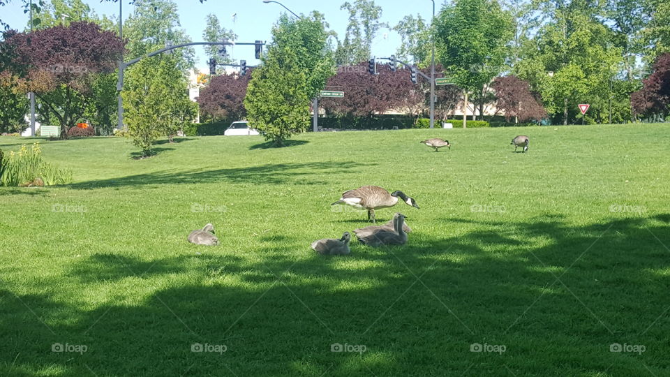 geese and goslings