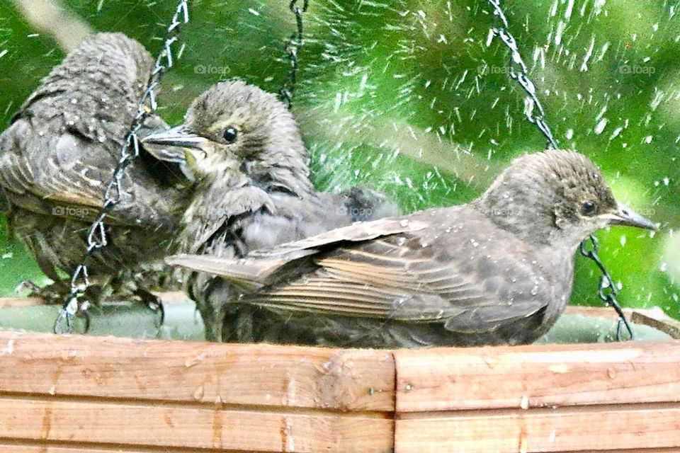 Young starlings playing in the bird bath